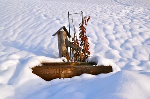 neve, fontana, legno, inverno, bianco, foglie, bianca
