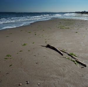 mare, spiaggia, sabbia, onde, cielo, rami, alghe, legno, acqua, bastone