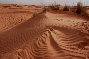 sabbia, dune, deserto, cespugli, spiaggia, vento, orme