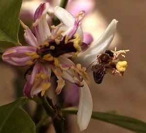 fiore, petali, ape, insetto, foglie, macro, verde, pistilli