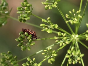 verde, insetto, fiori, pianta, fiore, macro, boccioli, antenne, arancione, natura