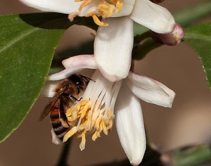 ape, bianco, insetto, fiore, petali, fiori, pistilli, foglie