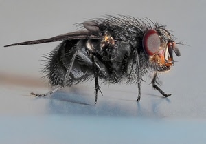 ali, mosca, occhi, zampe, insetto, peli, macro, nero, pelo, rosso
