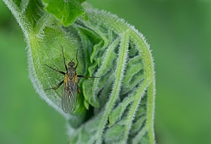 verde, insetto, ali, zampe, macro, natura, foglia, foglie, pianta