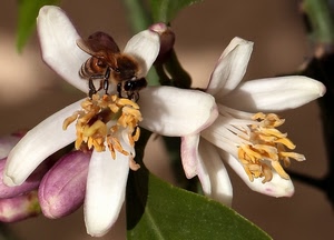 ape, insetto, fiori, fiore, petali, bianco, foglie, pistilli, giallo, vespa