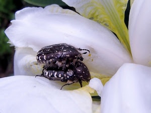 insetti, bianco, fiore, petali, due, accoppiamento, macro, fiori