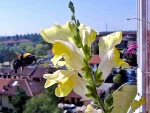 insetto, giallo, fiore, ape, fiori, foglie, verde, macro, calabrone, case