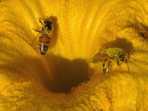 fiore, giallo, api, polline, insetti, due