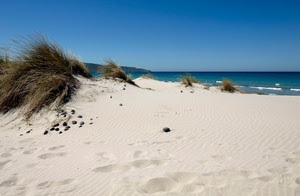 mare, spiaggia, sabbia, cielo, dune, azzurro, acqua, duna, orizzonte, sassi, orme, onde, blu, cespugli, erba, piante