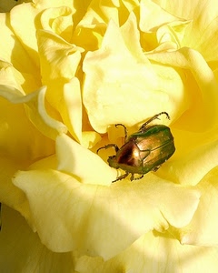petali, insetto, giallo, rosa, zampe, fiore, dorato, animale, coleottero, ali, oro, ombre
