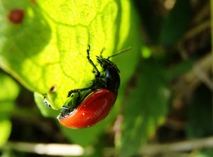 verde, insetto, foglia, rosso, coccinella, zampe, macro, animale, antenne, natura, erba, foglie, nero