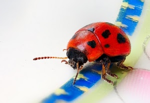 antenne, coccinella, nero, rosso, insetto, zampe, macchie, macro, blu, zampette, pois, ali