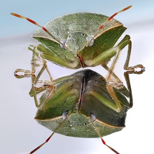 insetto, verde, riflesso, antenne, macro, specchio, occhi, zampe