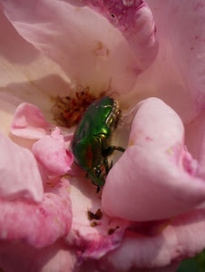 rosa, verde, insetto, fiore, petali, macro, scarabeo
