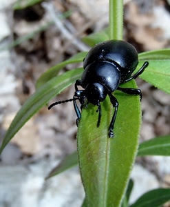 foglia, nero, insetto, zampe, antenne, verde, foglie, scarabeo, macro, natura, animale
