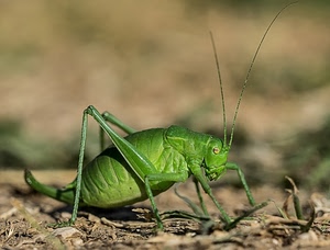 verde, antenne, insetto, zampe, cavalletta, grillo, macro