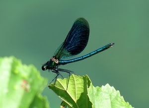ali, libellula, foglia, insetto, zampe, foglie, verde, azzurro, macro, sfocato, animale