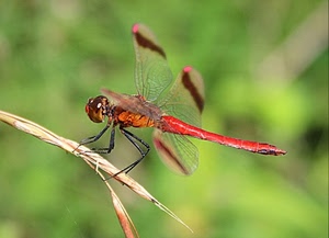 ali, insetto, libellula, zampe, verde, rosso, spiga, macro, insetti, animale