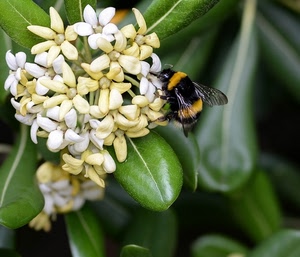 foglie, verde, bianco, fiori, fiore, giallo, insetto, petali, ali, nero, macro, ape, natura, calabrone, bombo