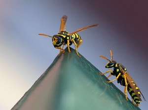 insetti, ali, vespe, due, giallo, nero, macro, api, verde, animali