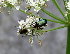 insetti, fiori, verde, bianco, macro, due, rami, petali, bianchi, sfocato, pianta