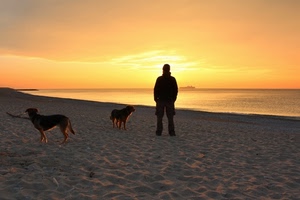 mare, cani, tramonto, spiaggia, sabbia, uomo, controluce, persona