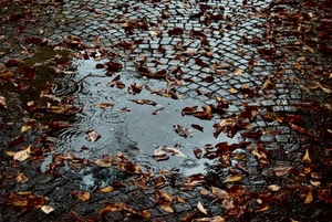 foglie, pozzanghera, autunno, acqua, pioggia, strada, porfido, secche