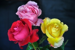 rose, tre, giallo, rosso, rosa, fiori, petali