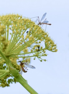 verde, fiore, insetti, ali, zampe, zanzare, cielo, due, gambo, macro, insetto, fiori