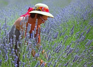 cappello, donna, lavanda, fiori, viola, occhiali, campo
