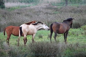 cavalli, tre, bianco, prato, marrone, cespugli, erba, verde, animali, baio