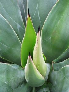 verde, pianta, foglie, grassa, spine, gocce, nero, giallo, natura, macro, punta