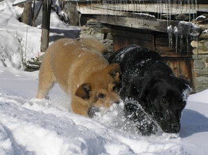 neve, cani, nero, due, gioco, inverno, marrone, cuccioli, cane, animali