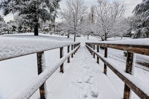 neve, alberi, inverno, bianco, steccato, staccionata