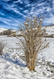 neve, cielo, nuvole, bianco, inverno, arbusto, cespuglio, montagna, rami