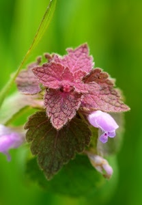 foglie, verde, macro, fiori, rosa, pianta, fiore, peluria