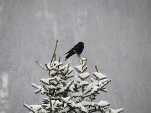 neve, uccello, albero, inverno, rami, freddo, bianco, bianconero