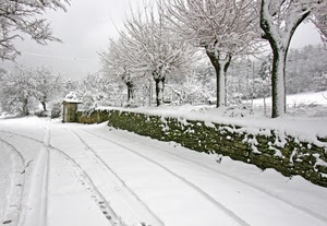 neve, alberi, strada, inverno, bianco, muretto, tracce, siepe, rami, orme, muro, impronte