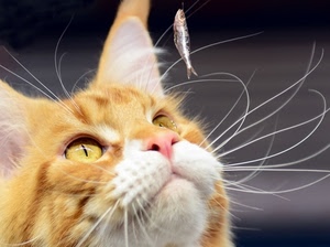 gatto, occhi, baffi, pesce, muso, pesciolino