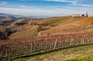panorama, colline, vigneti, paesaggio, cielo, autunno, filari, campo, vigneto, campagna, alberi