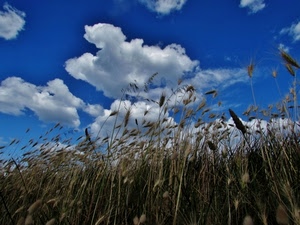 nuvole, cielo, spighe, azzurro, bianco, grano, campo, giallo, steli, erba, controluce