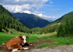 mucca, alberi, nuvole, cielo, verde, montagne, casa, montagna, erba, marrone, prato, animale, pascolo, vacca, azzurro, pini, coda, prati, bovino, bianco, boschi, orecchie, baita, bosco, sentiero, valle, ombre