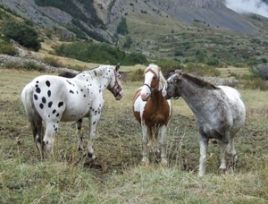cavalli, tre, erba, montagna, montagne, criniera, prato, animali, alberi, equini, pezzato, pascolo, coda
