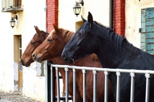 cavalli, nero, tre, lampioni, marrone, recinto, animali, stalla