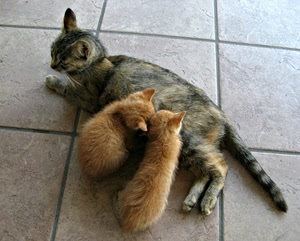 gatti, animali, gatta, cuccioli, tre, due, gattini, pavimento, coda, mamma, felini, allattamento, piccoli