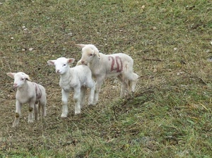 tre, agnelli, erba, prato, animali, bianco, numeri, pecorelle, bianchi, venti