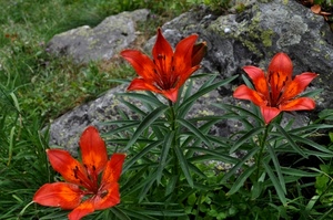fiori, foglie, tre, rosso, verde, erba, giglio, arancione, pietra, petali