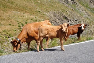 strada, mucche, tre, montagna, pascolo, vitello, animali, erba, mucca