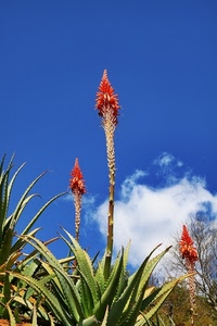 nuvole, cielo, fiori, verde, rosso, fiore, foglie, pianta, grasse, spine, azzurro, piante, nuvola, natura, grassa, tre, rossi