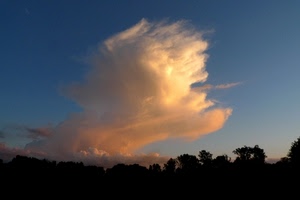 cielo, alberi, nuvola, controluce, tramonto, azzurro, nuvole, nero, bianco, arancione, silhouette, rosa